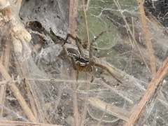 Aglaoctenus lagotis