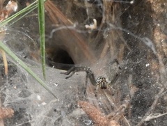 Aglaoctenus lagotis
