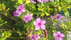Catharanthus roseus