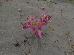 Alstroemeria hookeri