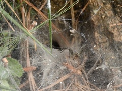 Aglaoctenus lagotis