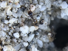 Pheidole barbata