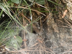Aglaoctenus lagotis