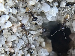 Pheidole barbata