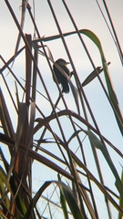 Geothlypis poliocephala