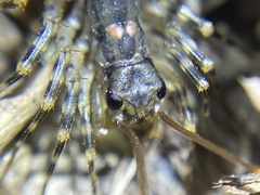 Allothereua