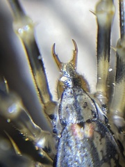 Allothereua