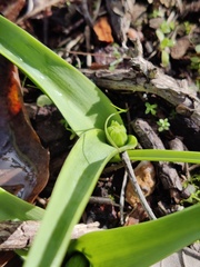 Scilla