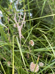 Zaprochilus australis