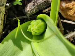 Scilla