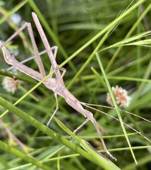 Zaprochilus australis