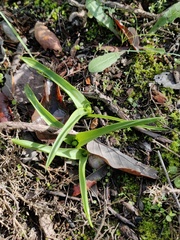 Scilla