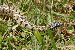 Lygophis anomalus