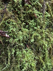 Kindbergia oregana