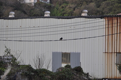 Acridotheres cristatellus formosanus