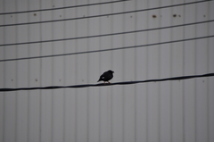 Acridotheres cristatellus formosanus