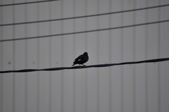 Acridotheres cristatellus formosanus