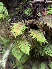 Kindbergia oregana