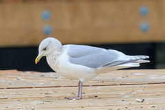Larus glaucoides kumlieni