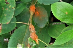 Puccinia sparganioidis