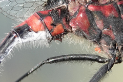 Leucorrhinia proxima