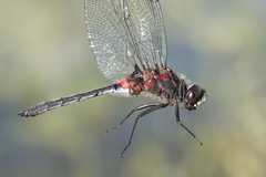 Leucorrhinia proxima