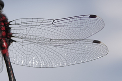 Leucorrhinia proxima