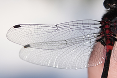 Leucorrhinia proxima