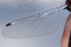 Leucorrhinia proxima