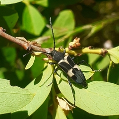 Calydon submetallicum