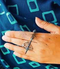 Rhionaeschna diffinis