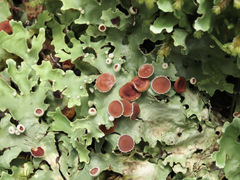 Pseudocyphellaria homoeophylla