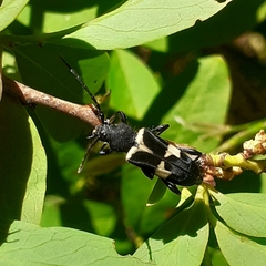 Calydon submetallicum