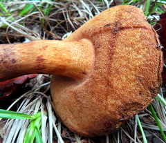 Tylopilus tabacinus