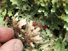 Pseudocyphellaria homoeophylla