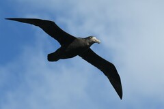 Macronectes giganteus