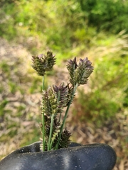 Eleusine tristachya