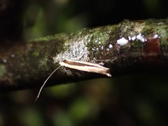 Erechthias stilbella