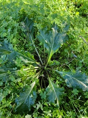 Mandragora autumnalis