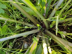 Mandragora autumnalis