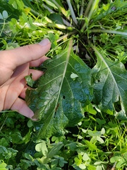 Mandragora autumnalis