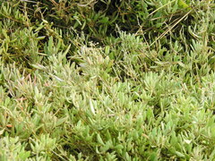 Atriplex portulacoides