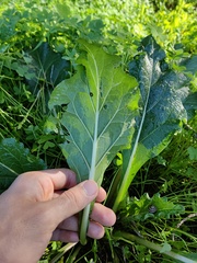 Mandragora autumnalis
