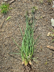 Eleusine tristachya