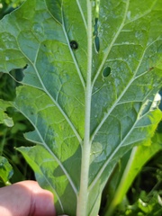 Mandragora autumnalis