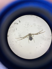 Misumenops