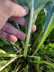 Mandragora autumnalis