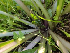 Mandragora autumnalis