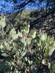 Arctostaphylos viscida pulchella