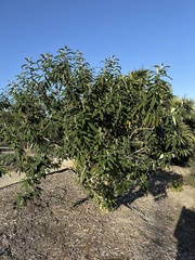 Buddleja salviifolia
